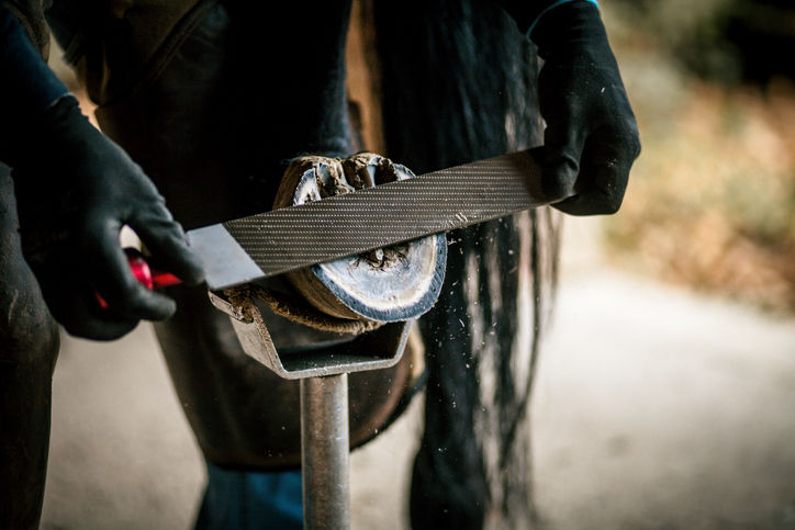 horse having hoof trimmed by farrier